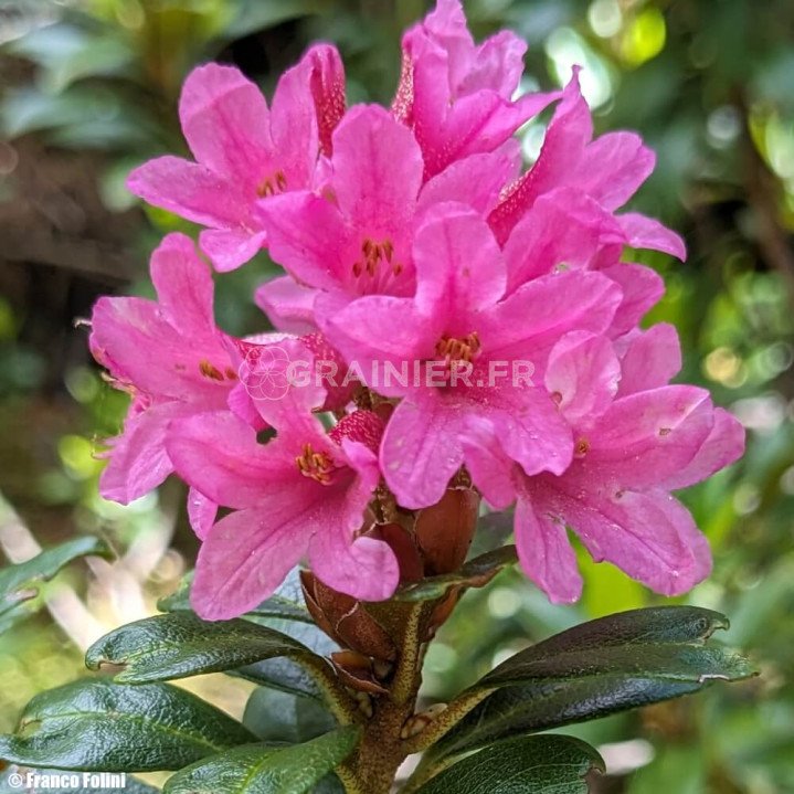 Rhododendron Ferrugineux, Rose des Alpes, Rhododendron ferrugineum image